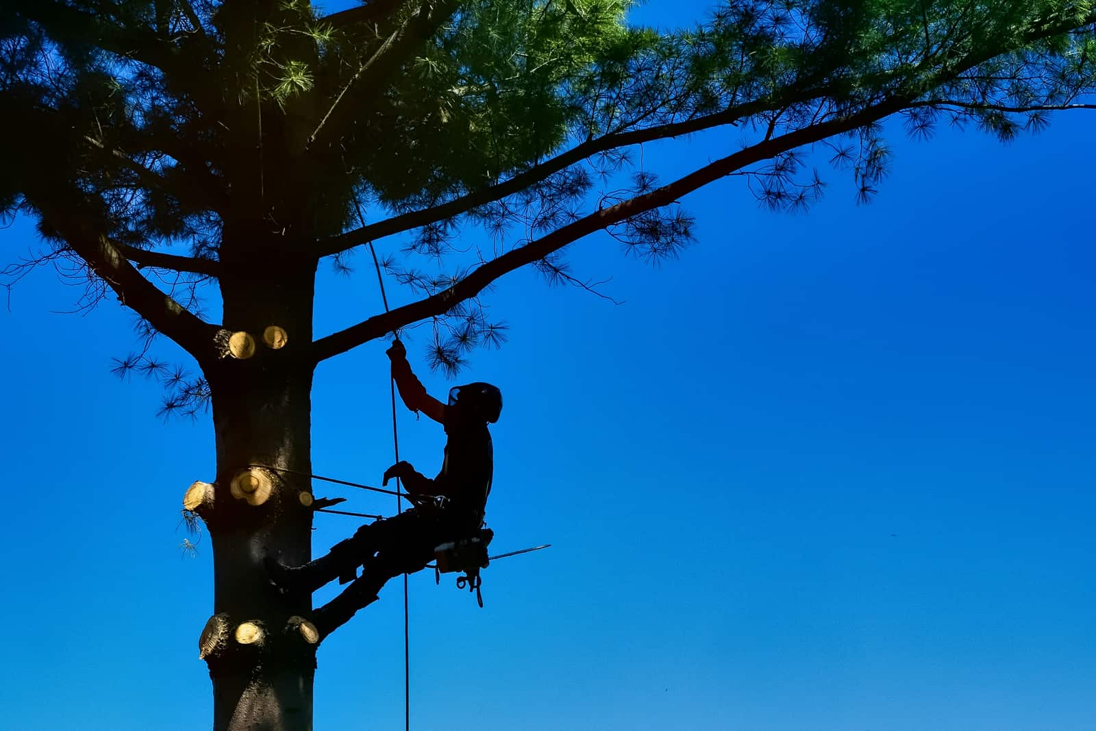 Completed tree work across Charlotte and Matthews NC
