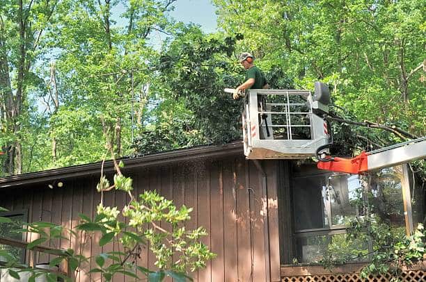Bush and shrub removal