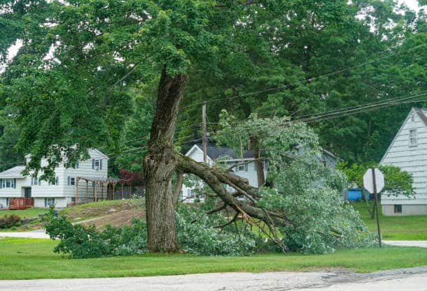 Emergency tree services