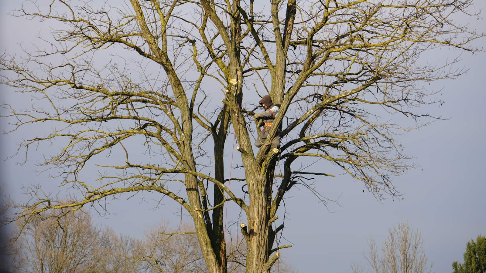 Marcus Oxendine, Owner of MOX Tree Service